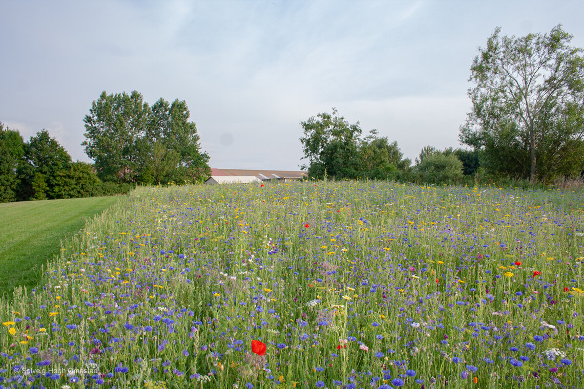 DSV Vildengblanding-0
